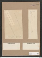 Diatomeae indet. (de-Toni-Nr.: Genus 525) Zeichnungen Sammlung Grunow Nr. 1457 (NHMW-BOT-W0368456)